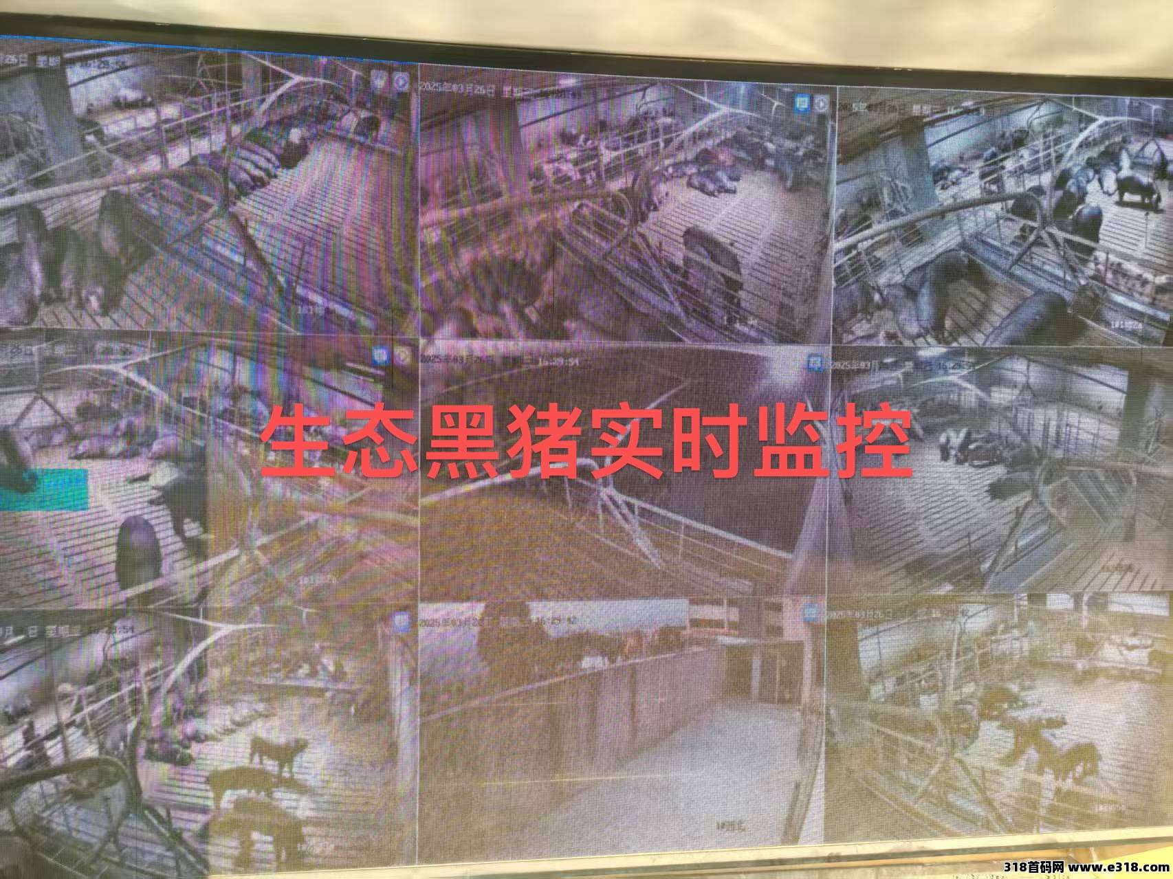 瑞运妖塔招募团长