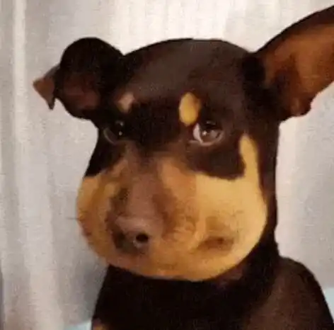 中文Meme大乱斗:谁将首个登陆Binance主站? 中文Meme大乱斗:谁将首个登陆Binance主站?